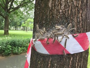 Stuk van de stam van een eik met daaromheen rood/wit lint en boven het lint een groep rupsen