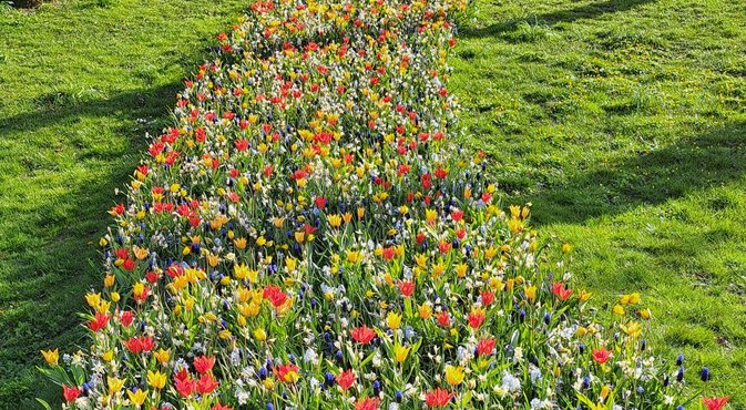 Grasveld met bloemen