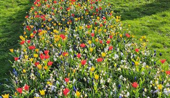 Grasveld met bloemen