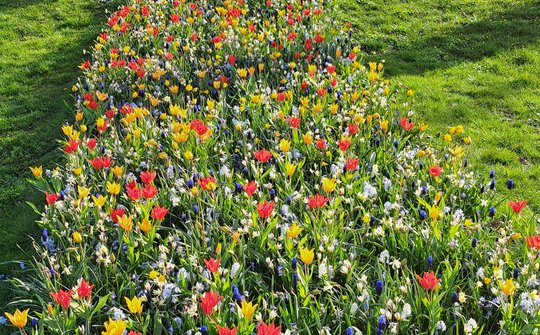 Grasveld met bloemen